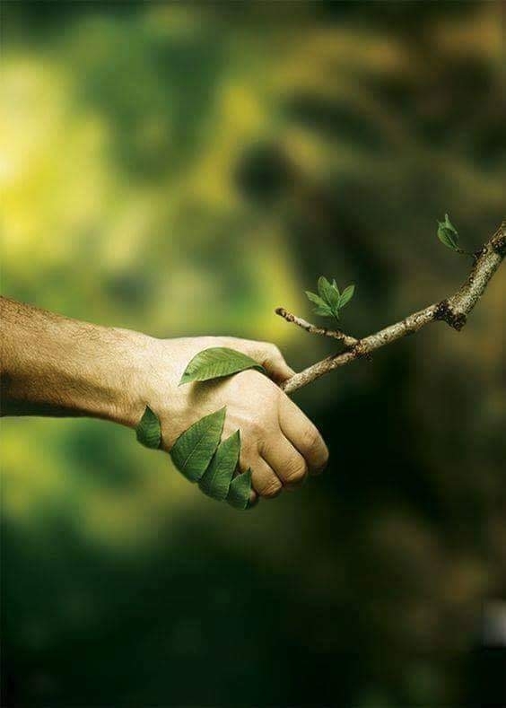 Hacer las paces con la naturaleza