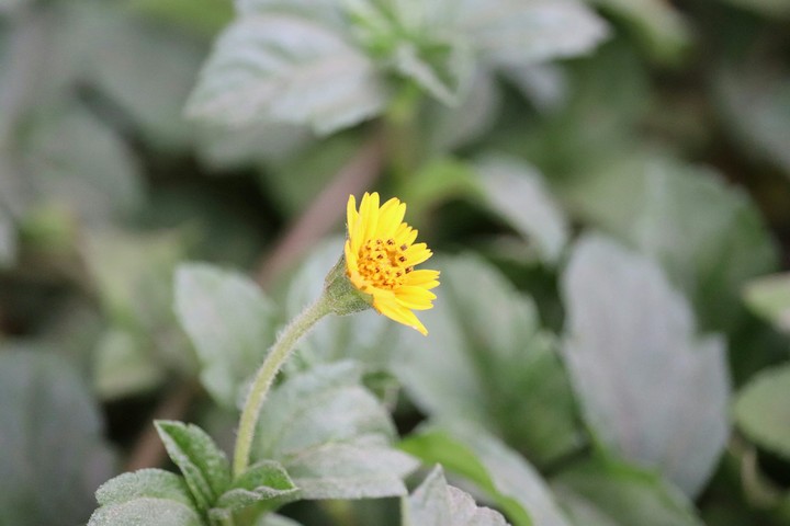flower beautiful