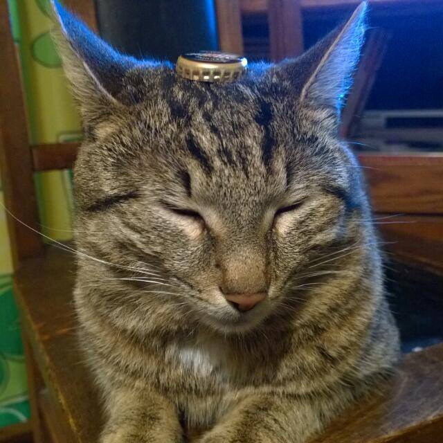 cat