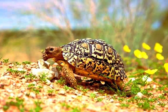 Turtle