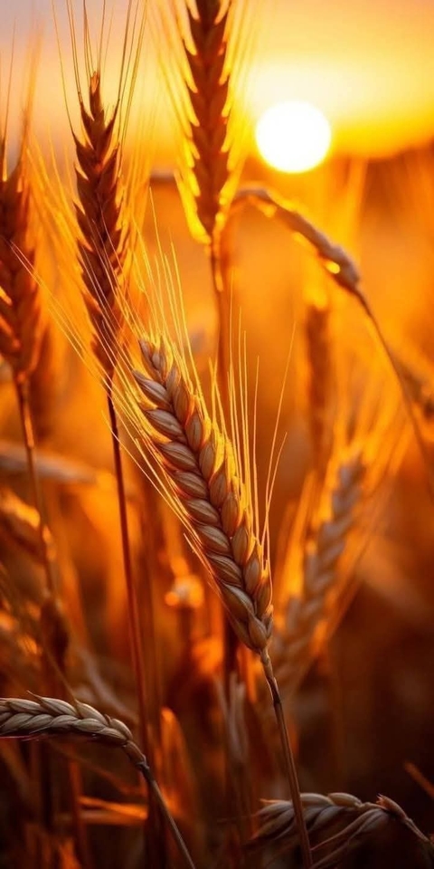 hình nền spelt, wheat