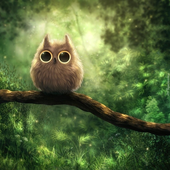 owl