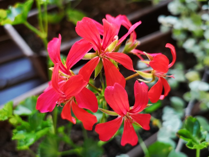 flowers