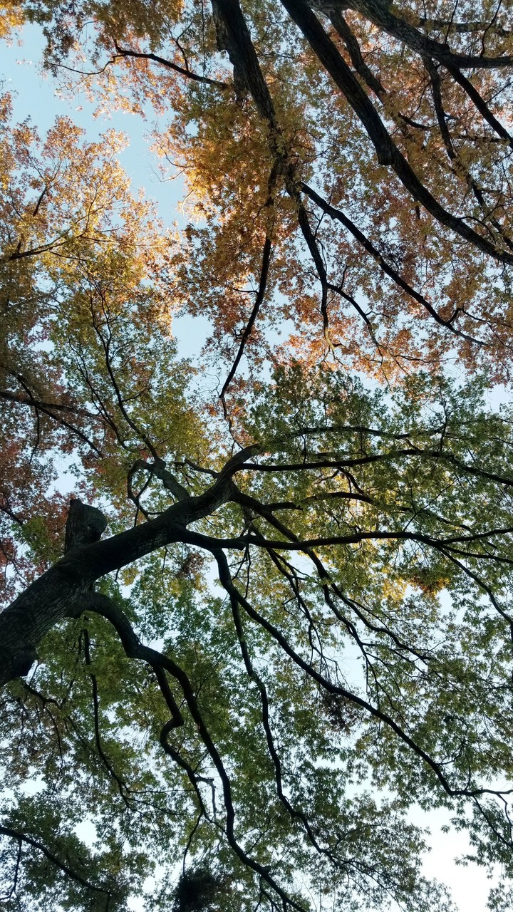 Central Park Trees