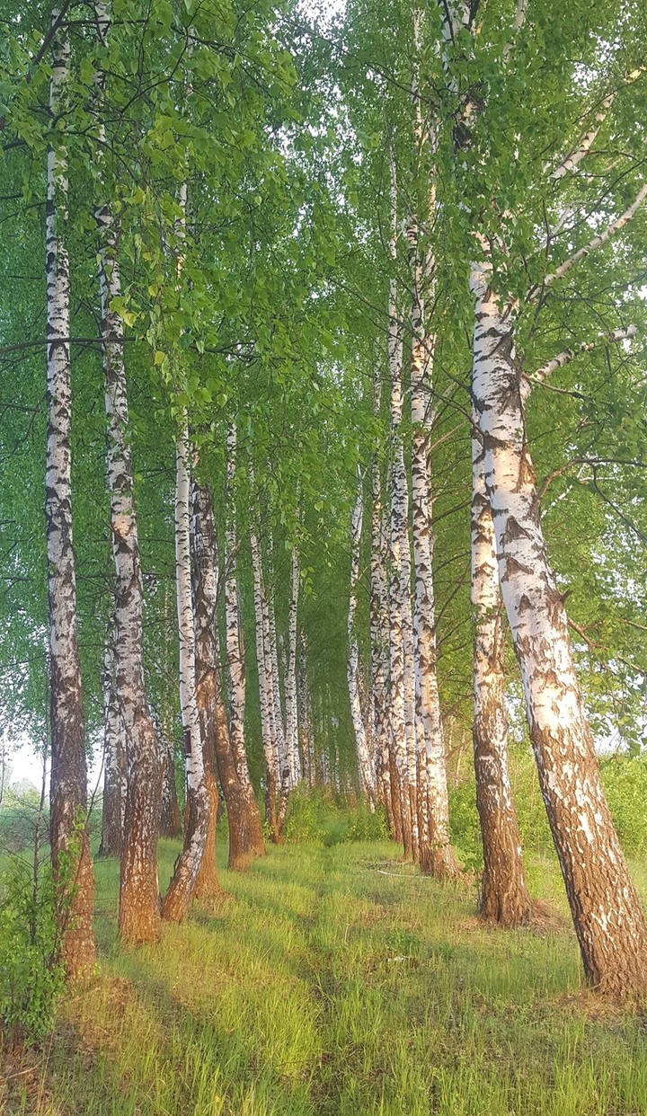 Березовая роща
