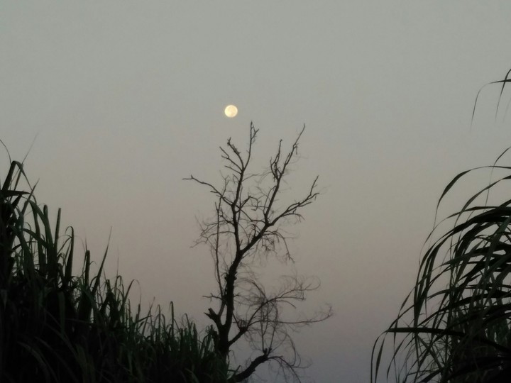moon light