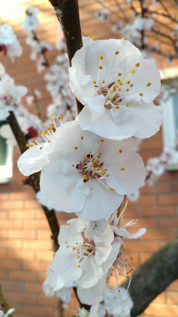Flor de albaricoque 4