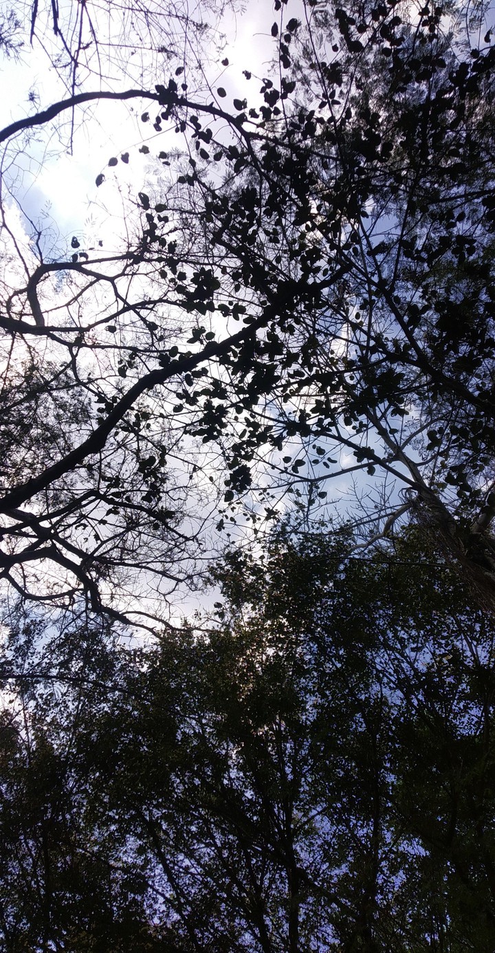 the filtered sky