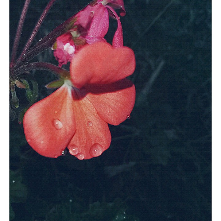 floweeer