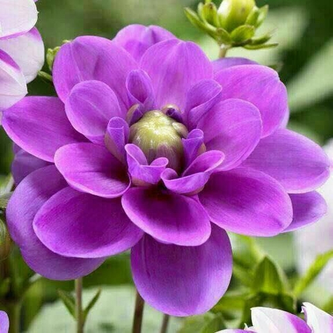 粉红色, flower壁纸