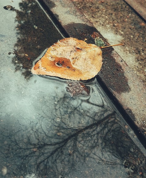 Autumn