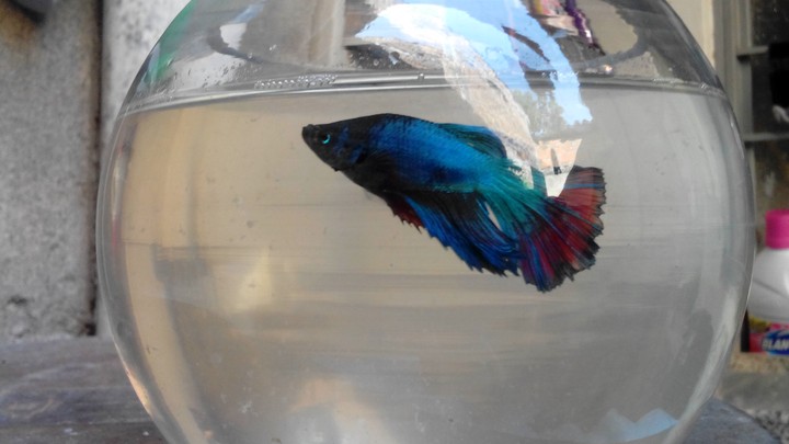 Pez Betta
