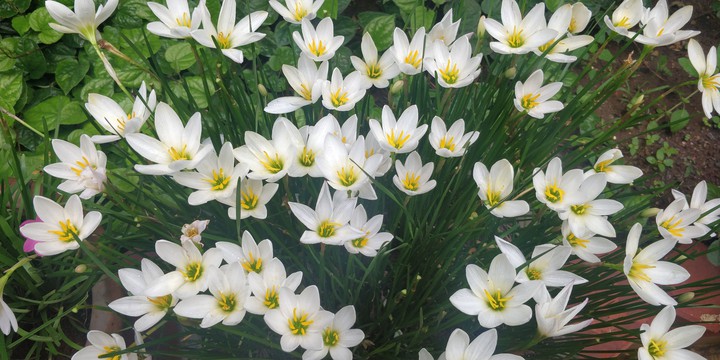 Lilies