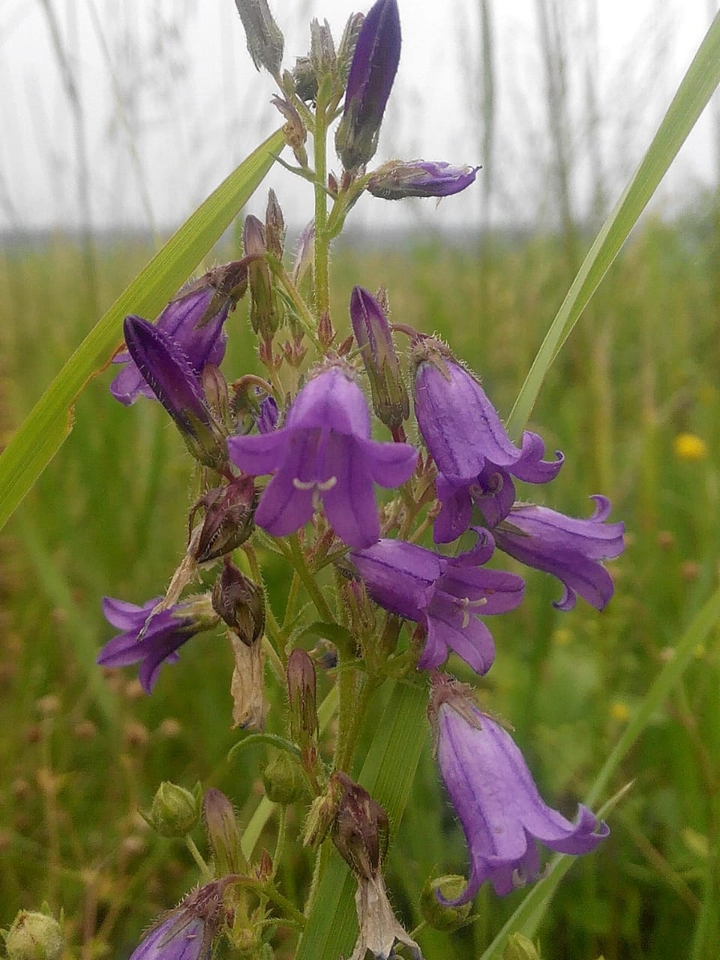 bells flover