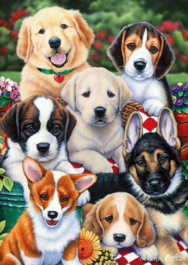 Dog