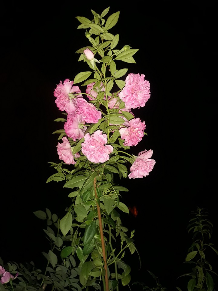 English Rose