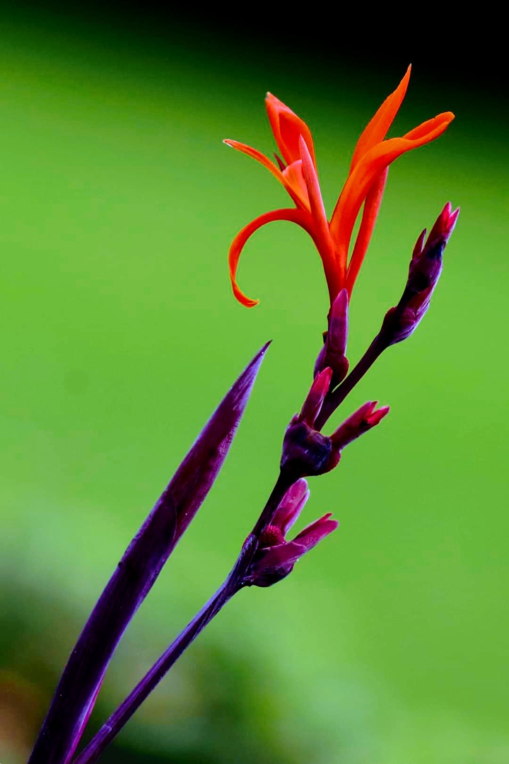 Exotica