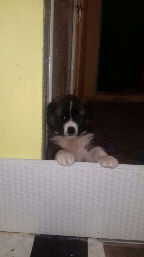 Loit