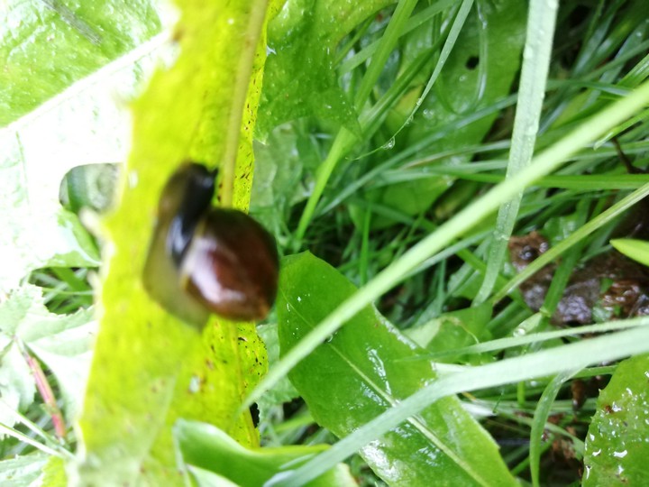 snail
