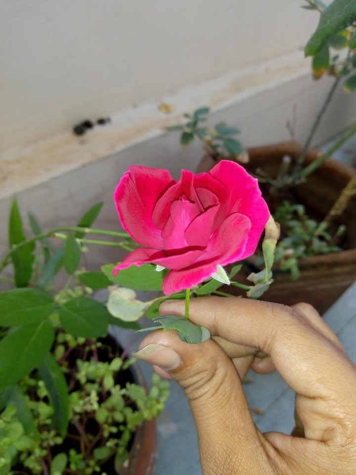 roseee