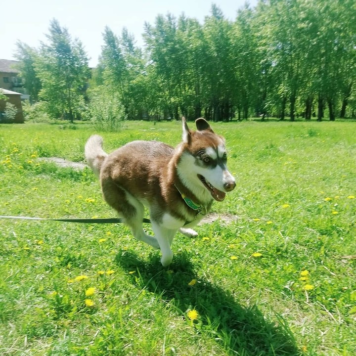 сибирский хаски