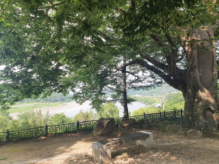 큰나무아래