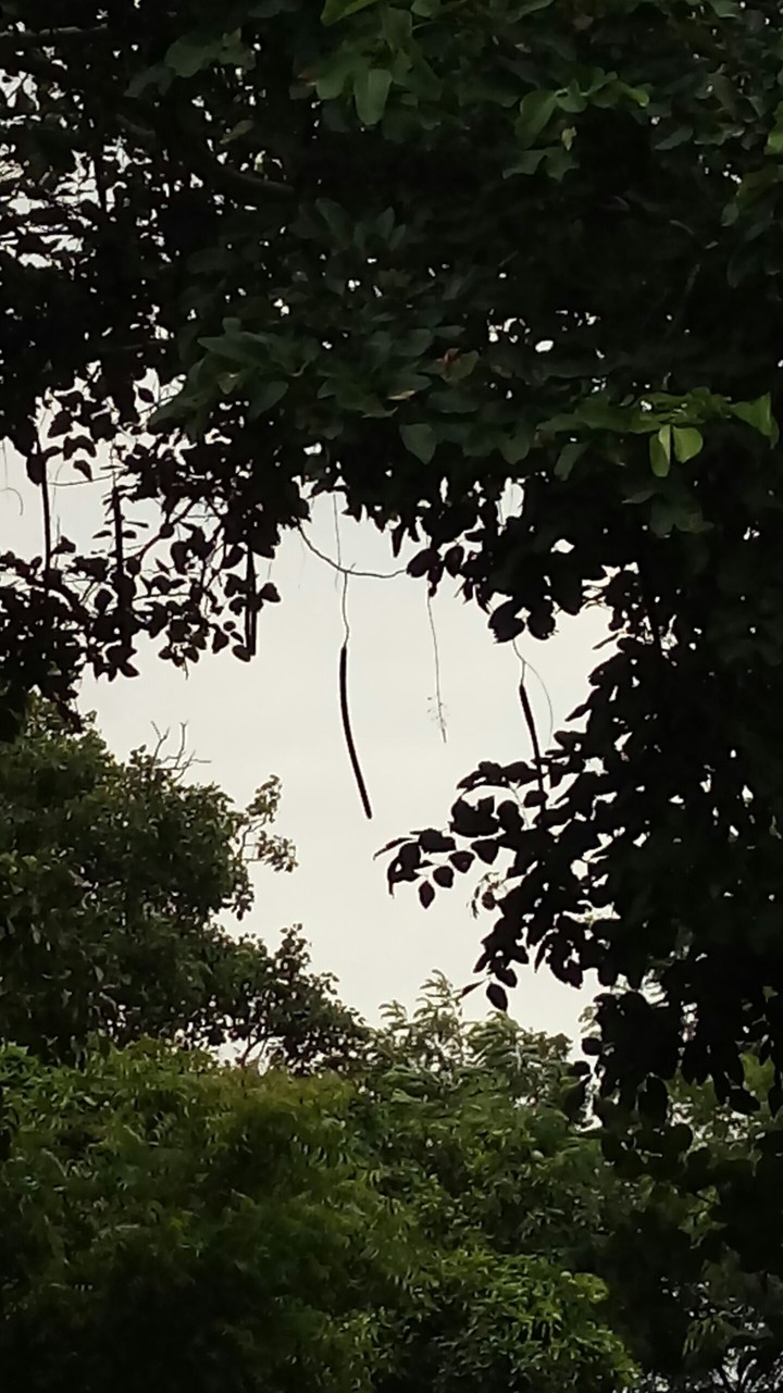 sticks hung down tree