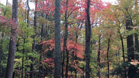 Fall colors