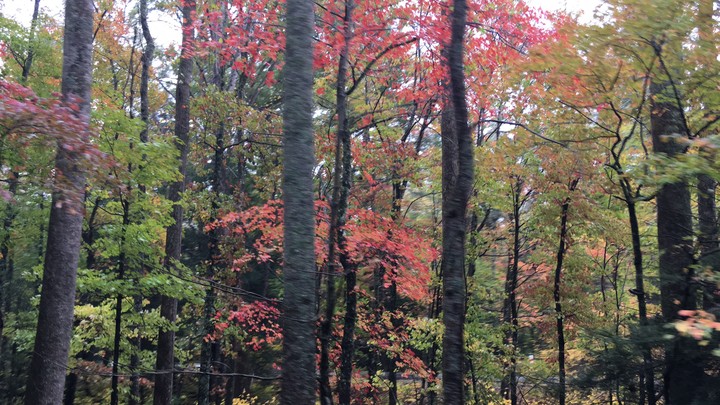 Fall colors