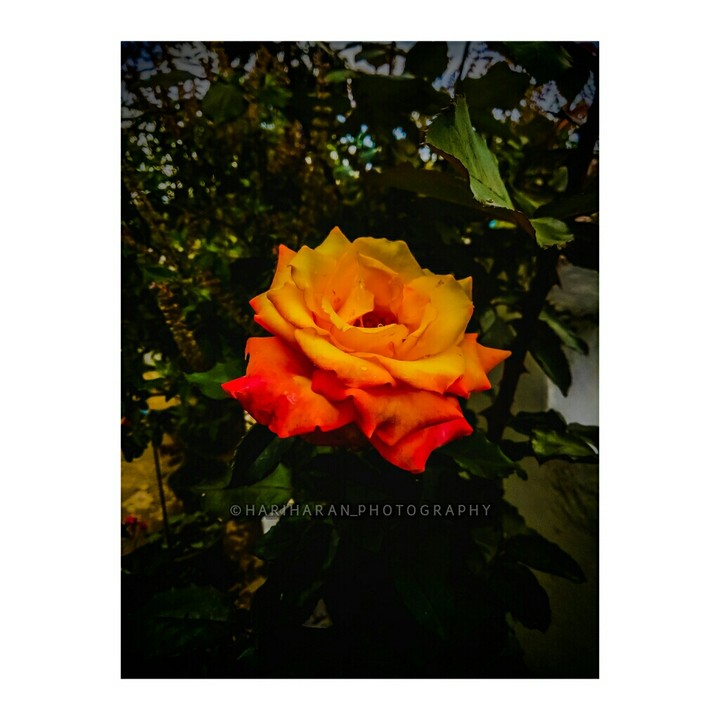 ||| •Multi Rose• |||