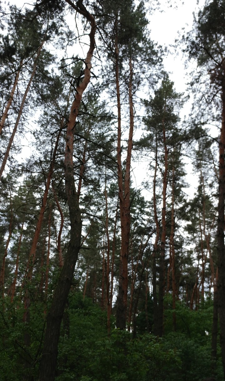 сосны
