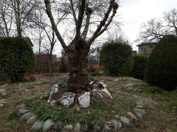 time tree