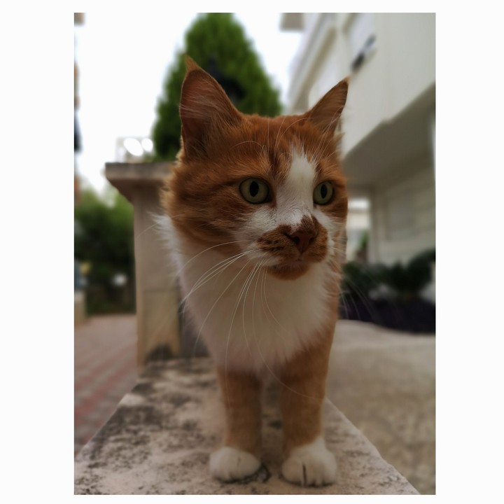 garfield