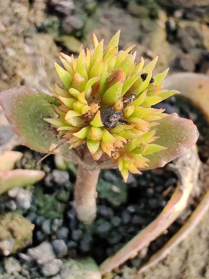The super macro