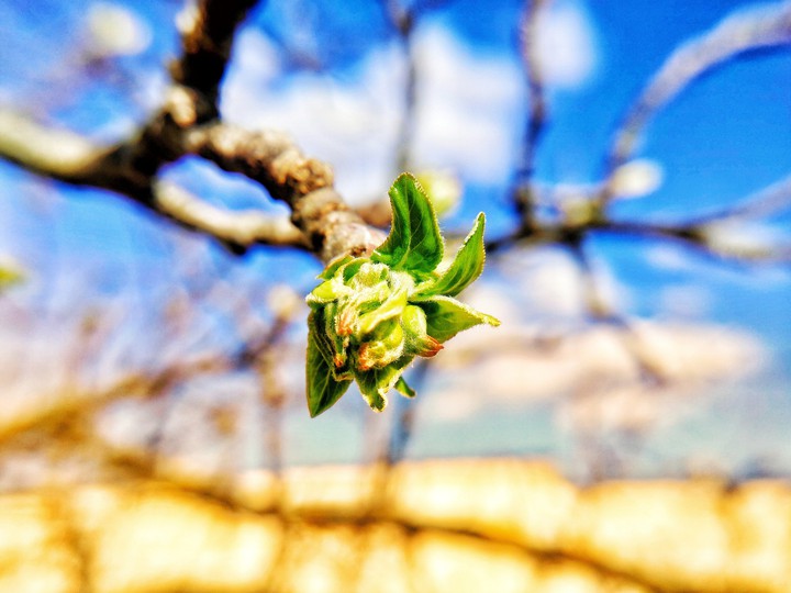 Apple leaf