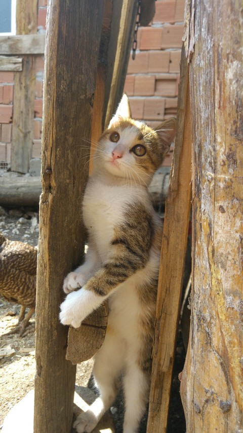 kedi