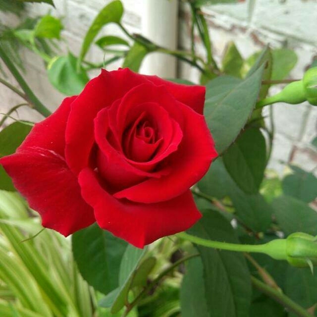 rose