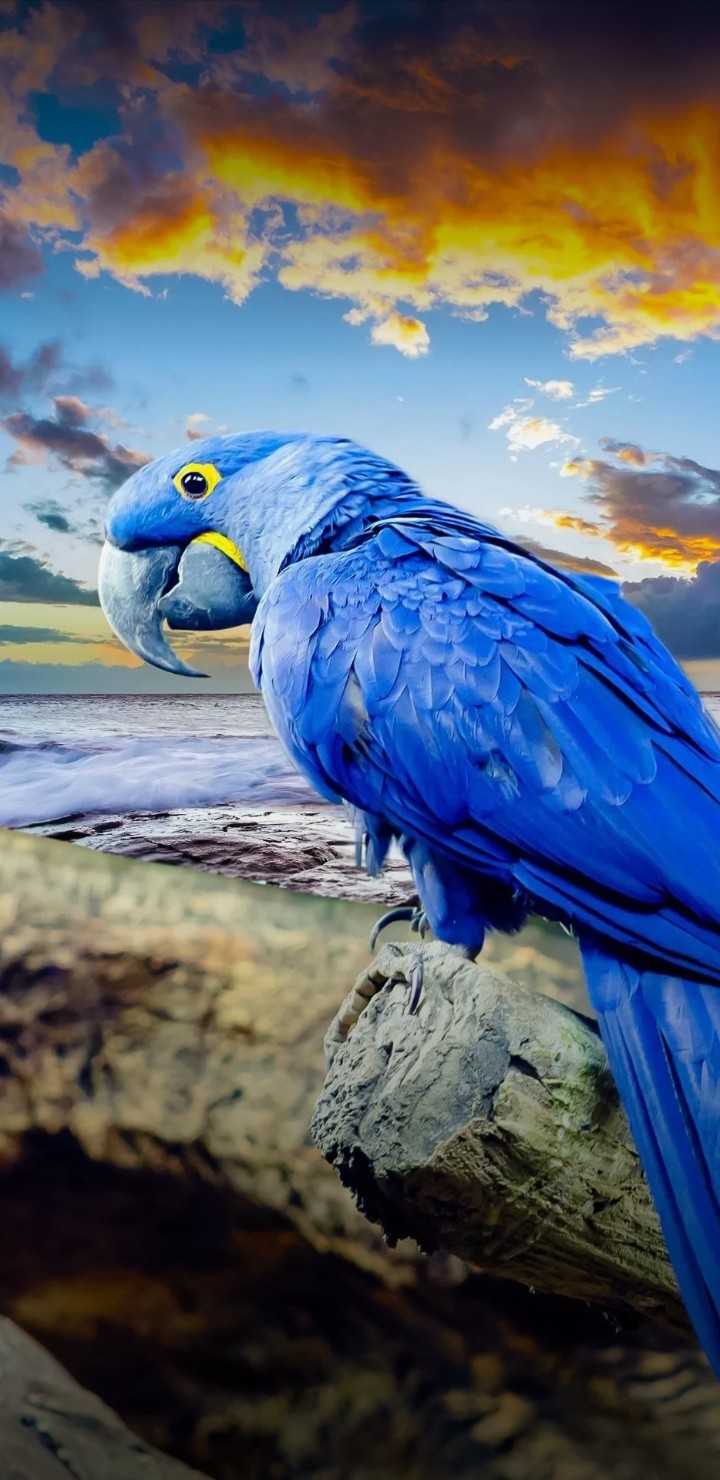 blue parrot