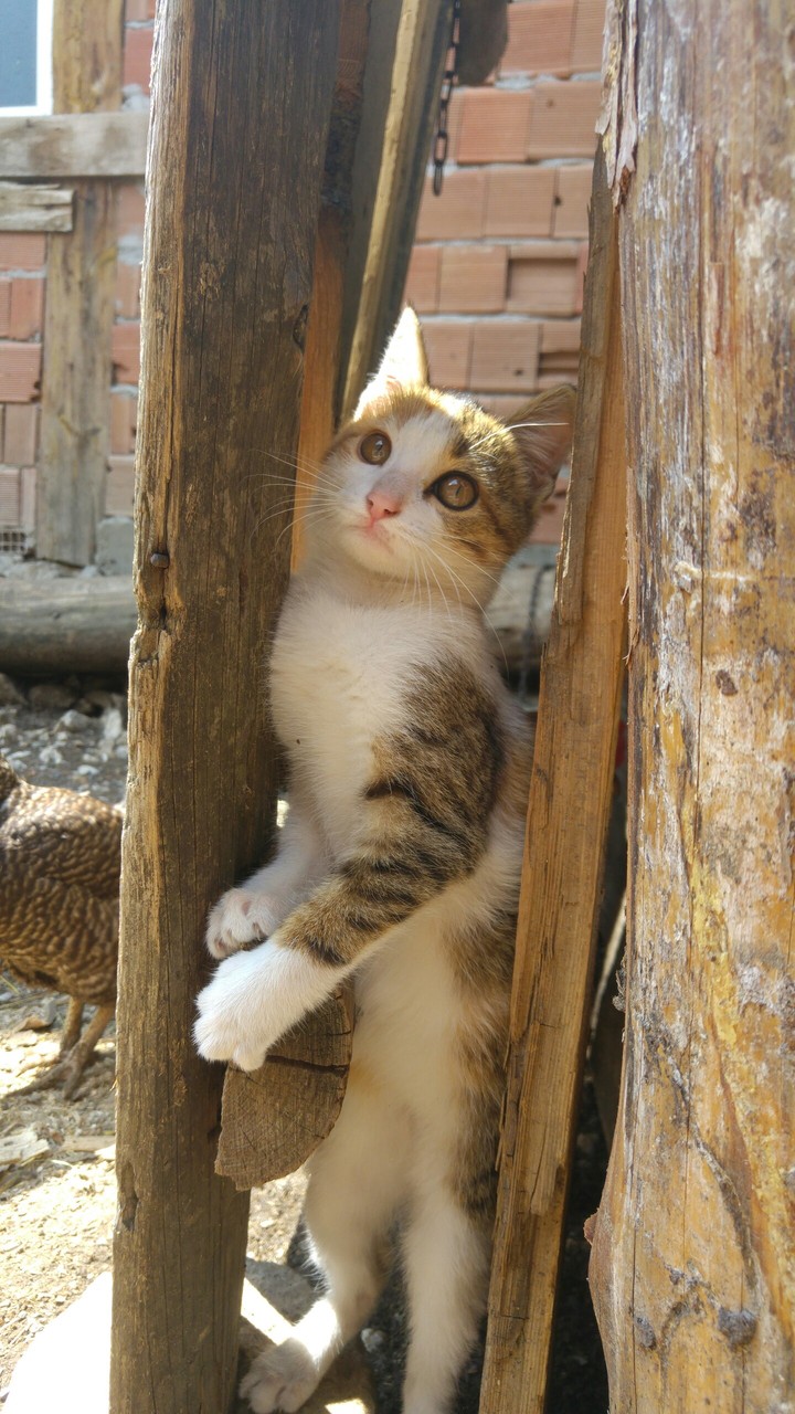 kedi