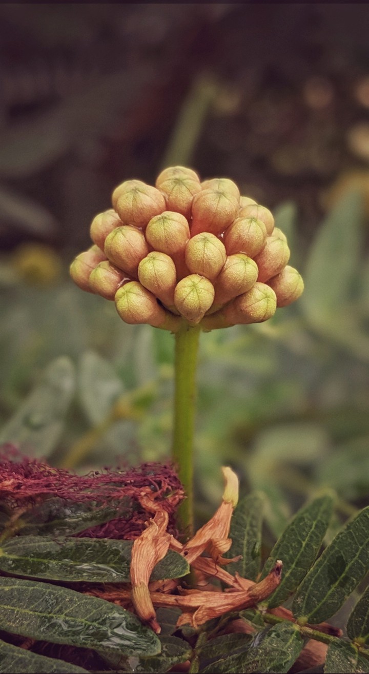 flower ?