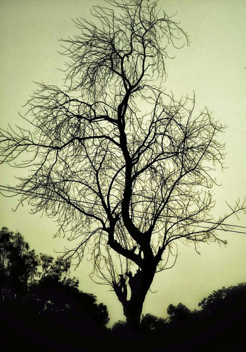 Black Tree