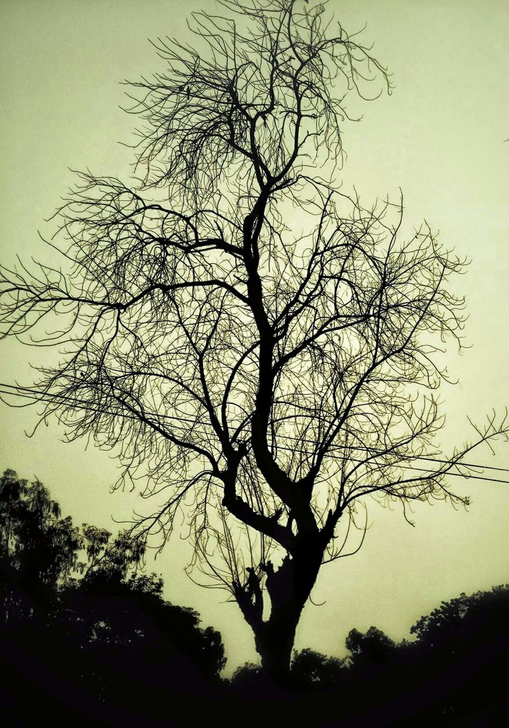 Black Tree