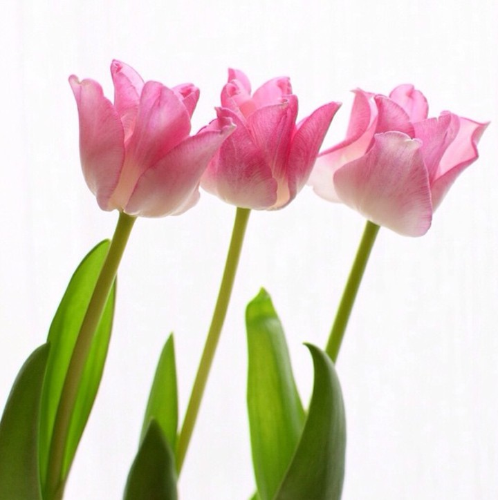 Tulip