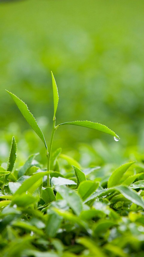plants