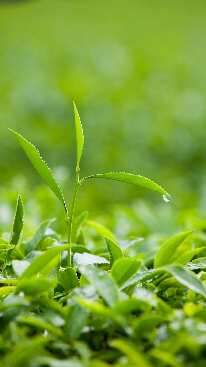 plants