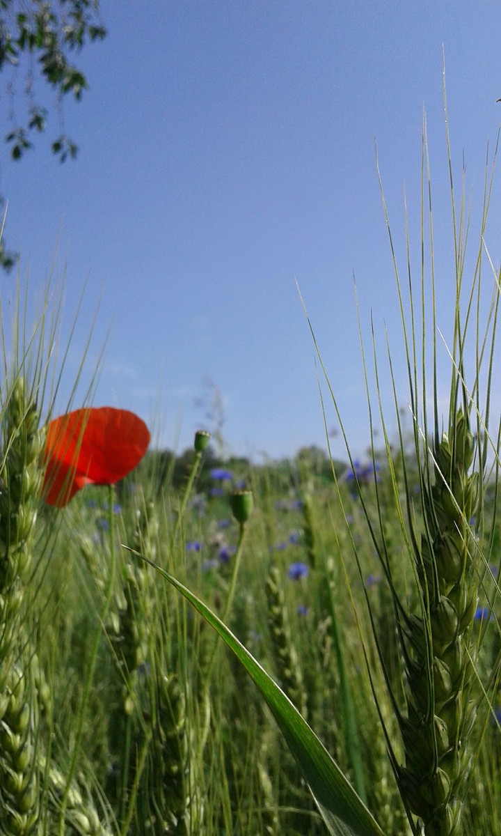 Ukrainian field