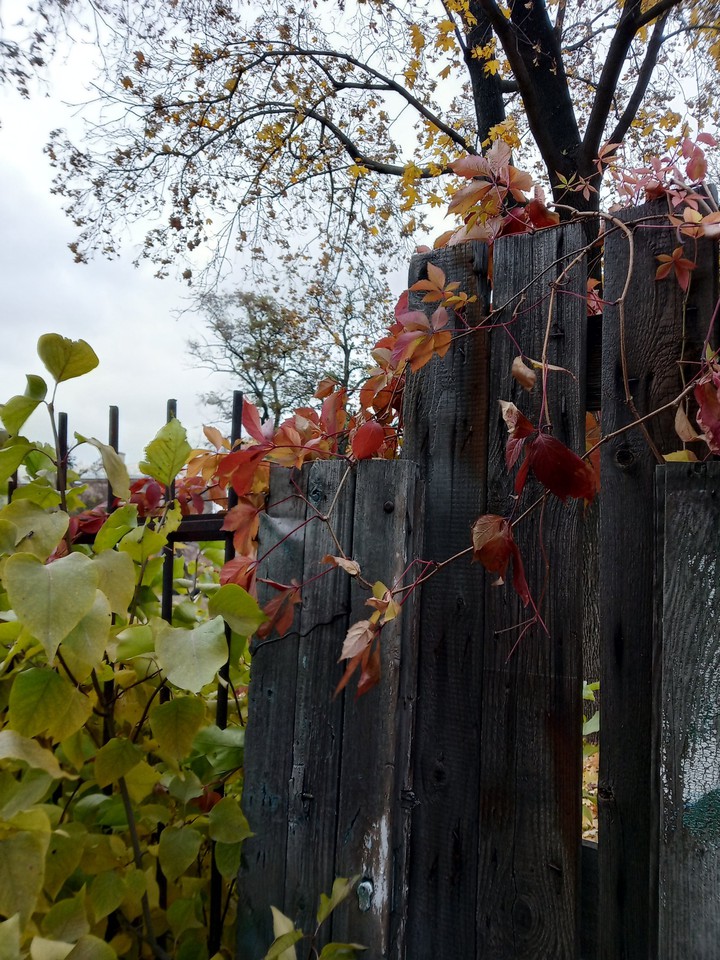 Fence