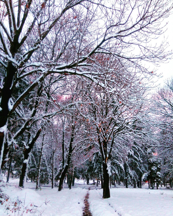 Snowy path in the park.