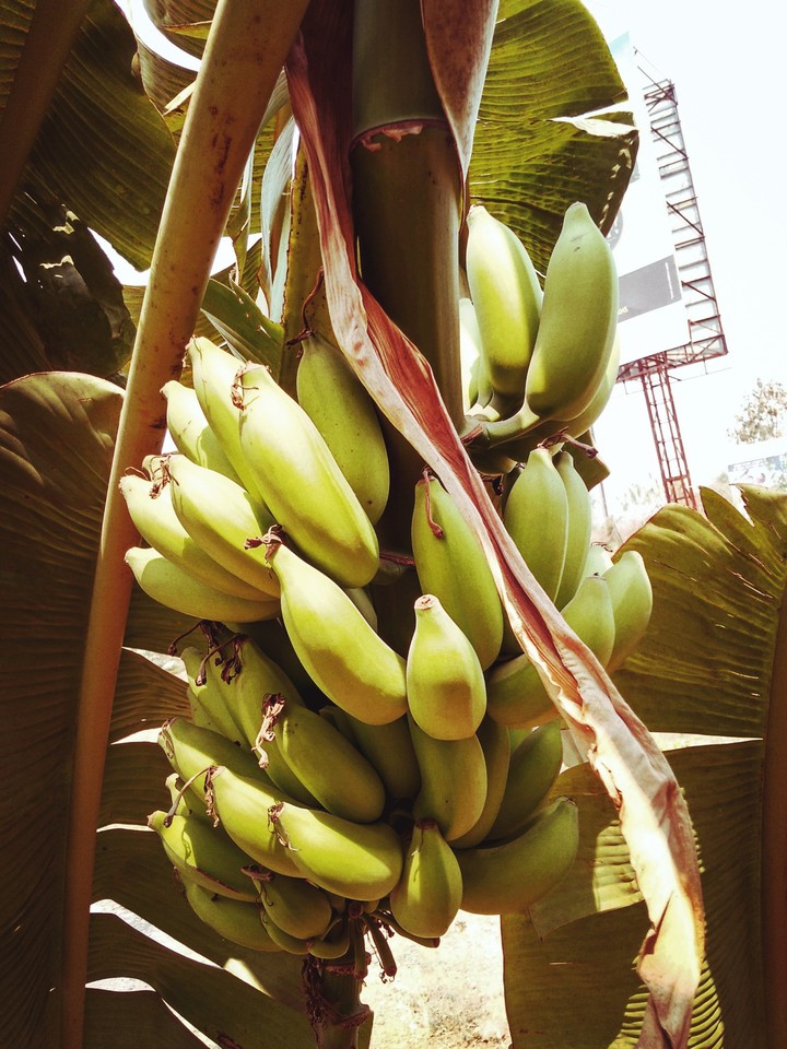 Kerala Banana