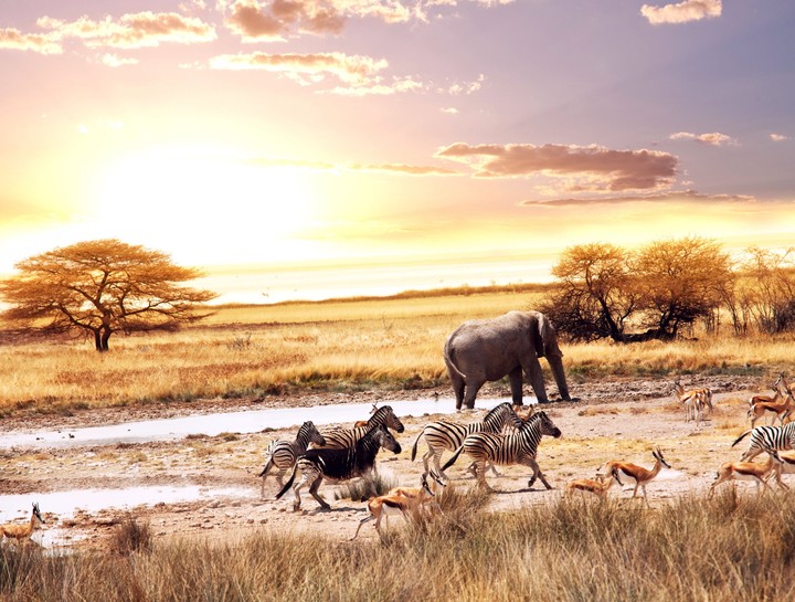Animals of Africa